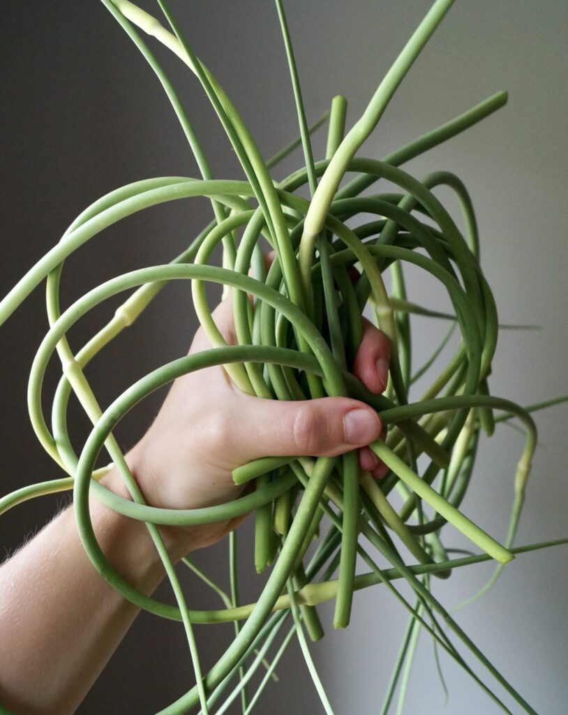 Garlic Scapes